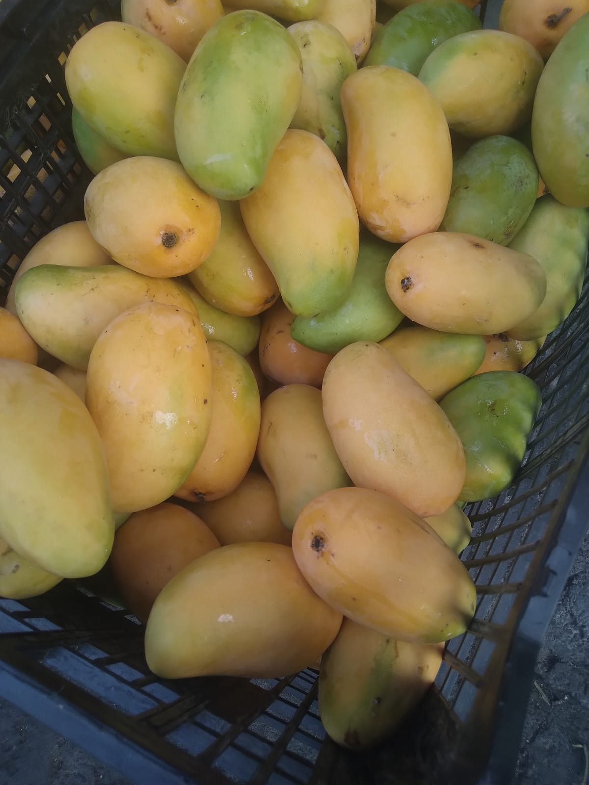 MANGO ATAULFO DEL VALLE DE APATZINGÁN
